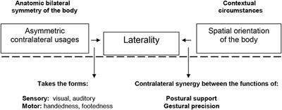 Profiles of Motor Laterality in Young Athletes' Performance of Complex Movements: Merging the MOTORLAT and PATHoops Tools